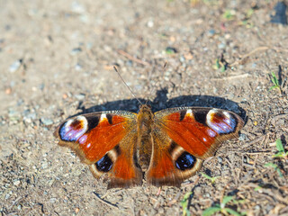 Peacock butterfly on the ground among the grass