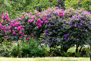 A spring garden scene featuring blooming rhododendron bushes in shades of deep pink and purple, set against a backdrop of fresh green foliage. This colorful landscape evokes a feeling of freshness.