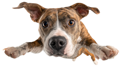 Funny amstaff dog with crazy eyes flying in the air, cutout isolated white background