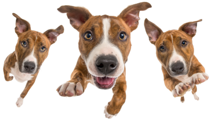 Funny amstaff dog with crazy eyes flying in the air, cutout isolated white background