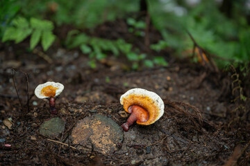 Lingzhi cultivated artificially in the forest is a natural Chinese medicinal herb and a tonic.