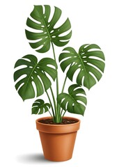 Monstera Plant in Pot