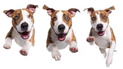 Funny amstaff dog with crazy eyes flying in the air, cutout isolated white background