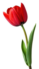 Fototapeta premium PNG Red tulip flower elegant spring.