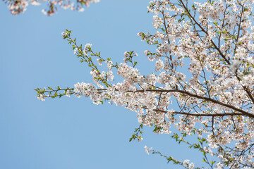 Gazing at the blue sky under a fully bloomed cherry blossom tree.