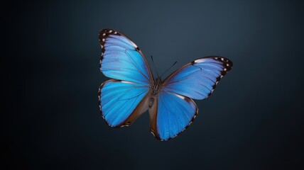 A vibrant blue butterfly gracefully takes flight against a backdrop of deep, muted teal color.