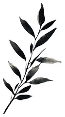 PNG Olive branch drawing black leaf.