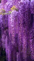 Vibrant purple wisteria blossoms cascading