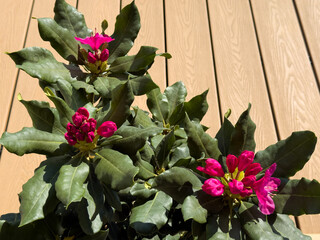 Pink rhododendron flower buds and partial blooms with large green leaves in a pot, placed on a composite wood deck in direct sunlight.