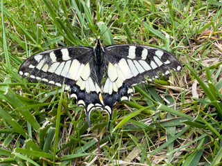 Close-up of a Swallowtail butterfly with open wings resting on green grass, showing its distinctive black, white, and yellow pattern.