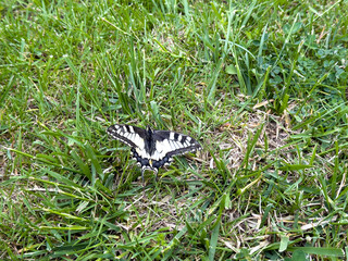 Swallowtail butterfly with open wings resting on green grass, photographed from above in a natural outdoor setting.