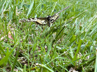 Swallowtail butterfly with partially open wings resting on green grass, captured from a side angle in a natural outdoor environment.