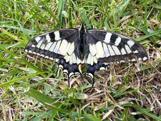 Fototapeta premium Close-up of a Swallowtail butterfly with open wings resting on green grass, showing its distinctive black, white, and yellow pattern.