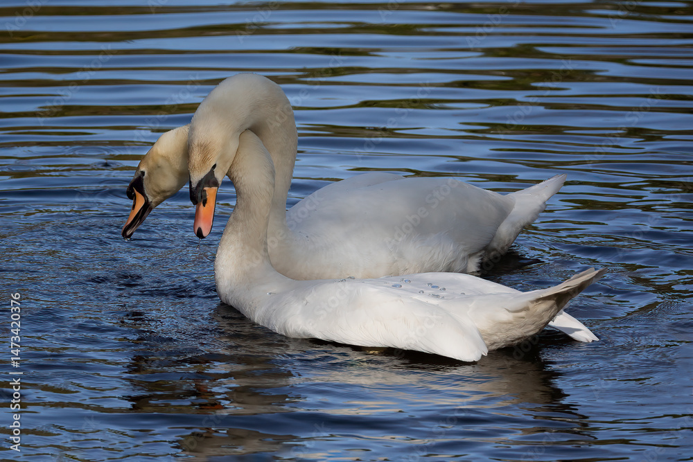 Aufkleber a close up of a pair of mute swans preparing to mate. the water surrounds the birds and there is spa