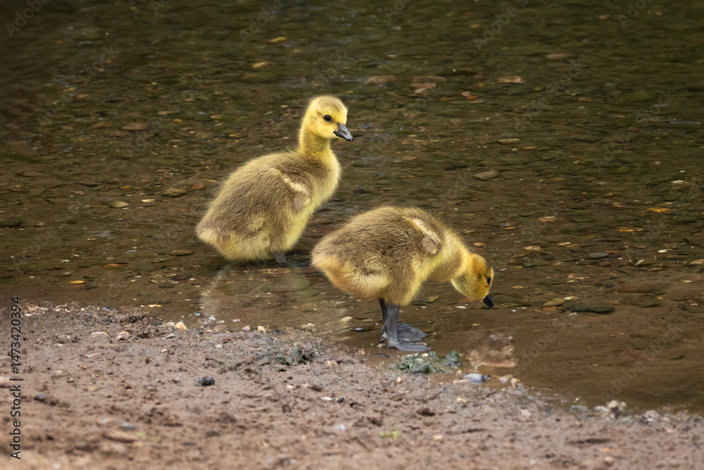 Aufkleber a close up of two canada goose goslings standing in the water at the edge of a pool. There is space for text copy around the young birds