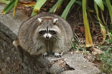 portrait of a fat raccoon