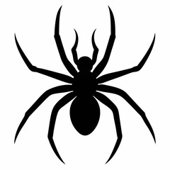 black spider isolated on white