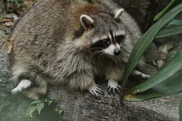 portrait of a fat raccoon