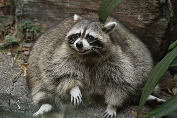 portrait of a fat raccoon