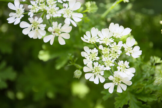 white laceflowers blooming in a garden, Orlaya grandiflora