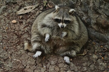 portrait of a fat raccoon