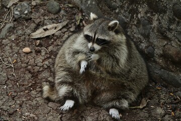 portrait of a fat raccoon