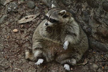 portrait of a fat raccoon