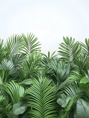 Lush green palm leaves against a white background