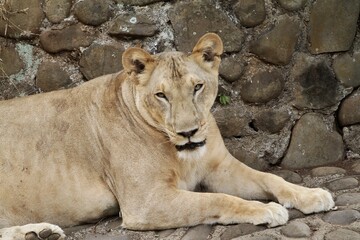 a lioness lazing on the floor