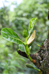 Jackfruit Bud – Close-Up View
Close-up image of a young jackfruit bud, ideal for agricultural, botanical, and tropical fruit content