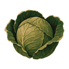 Fototapeta premium PNG Vintage cabbage botanical illustration.