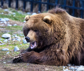 Grizzly bear with open mouth in zoo