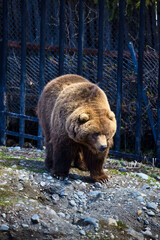 Grizzly bear standing in front of fence in zoo