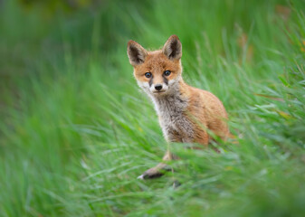 Cute young red fox ( Vulpes vulpes )