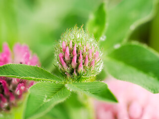 雨に濡れたムラサキツメクサの花