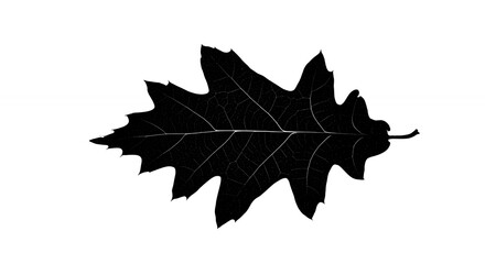 Black oak leaf isolated on white