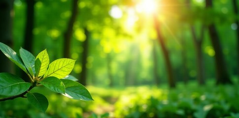 - Bright sunlight filtering through lush leaves with bokeh effect in green forest, tranquil, trees