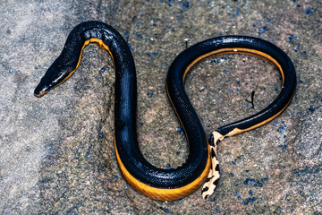 Highly venomous Yellow-bellied Sea Snake