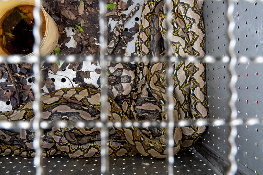 A python is locked in a cage