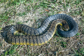 Australian highly venomous Tiger Snake