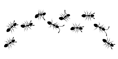 Black Ants Marching in a Line on White Background