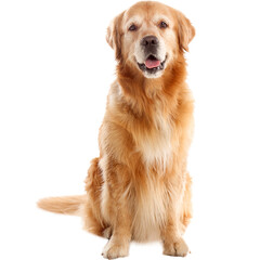 golden retriever isolated on white, transparent background