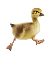 Obraz premium Cute Baby Duckling Running