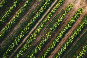Spring vineyard landscape in Australia showcasing rows of lush green grapevines, Australia agriculture landscape Vineyard at spring from above