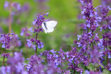 北海道由仁町、キャットミントと呼ばれるネペタ・ファッシーニと蝶々【5月】