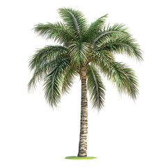 Fototapeta premium palm tree isolated on white