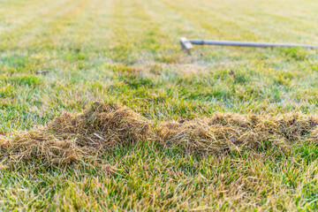 The process of lawn care after winter, combing the grass. Cleaning the grass after winter. Lawn...