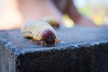 Large rhinoceros beetle larva, close-up