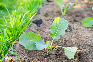 Freshly planted cabbage seedlings grow in the garden in the morning at sunrise. Young vegetable sprouts