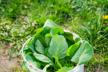 Bucket of cabbage seedlings ready for planting